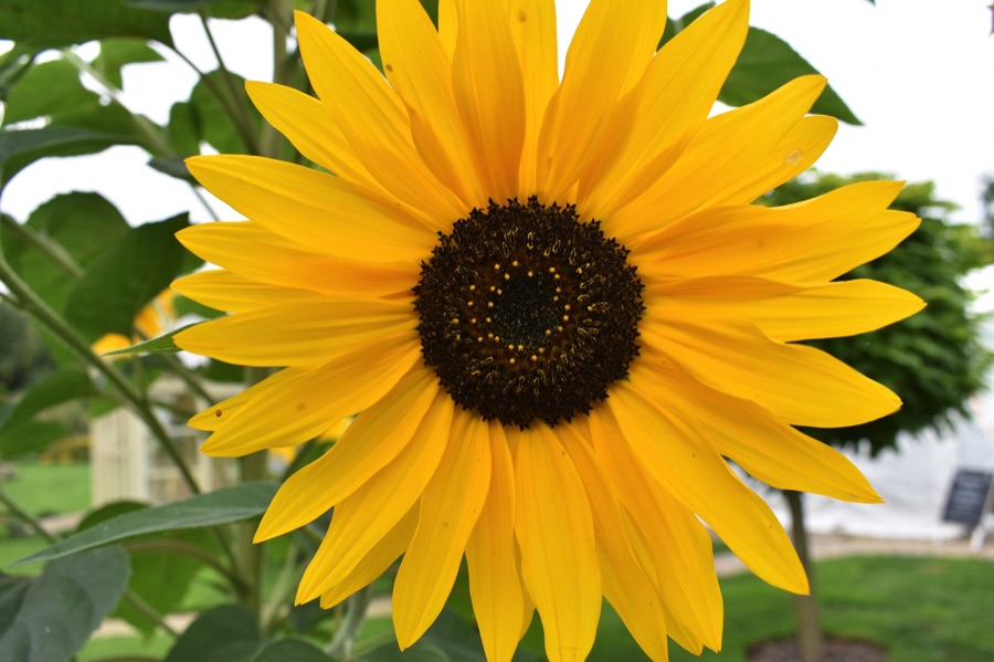 Sunflower